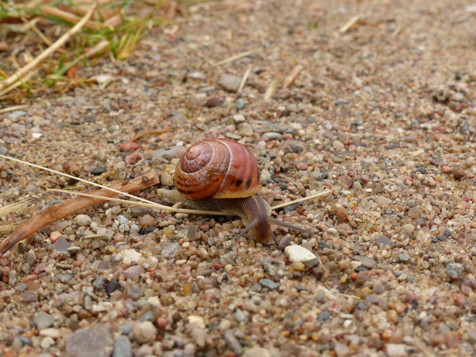 Panasonic Lumix DMC-FZ200 sample photo. Snail, nature, reptile photography