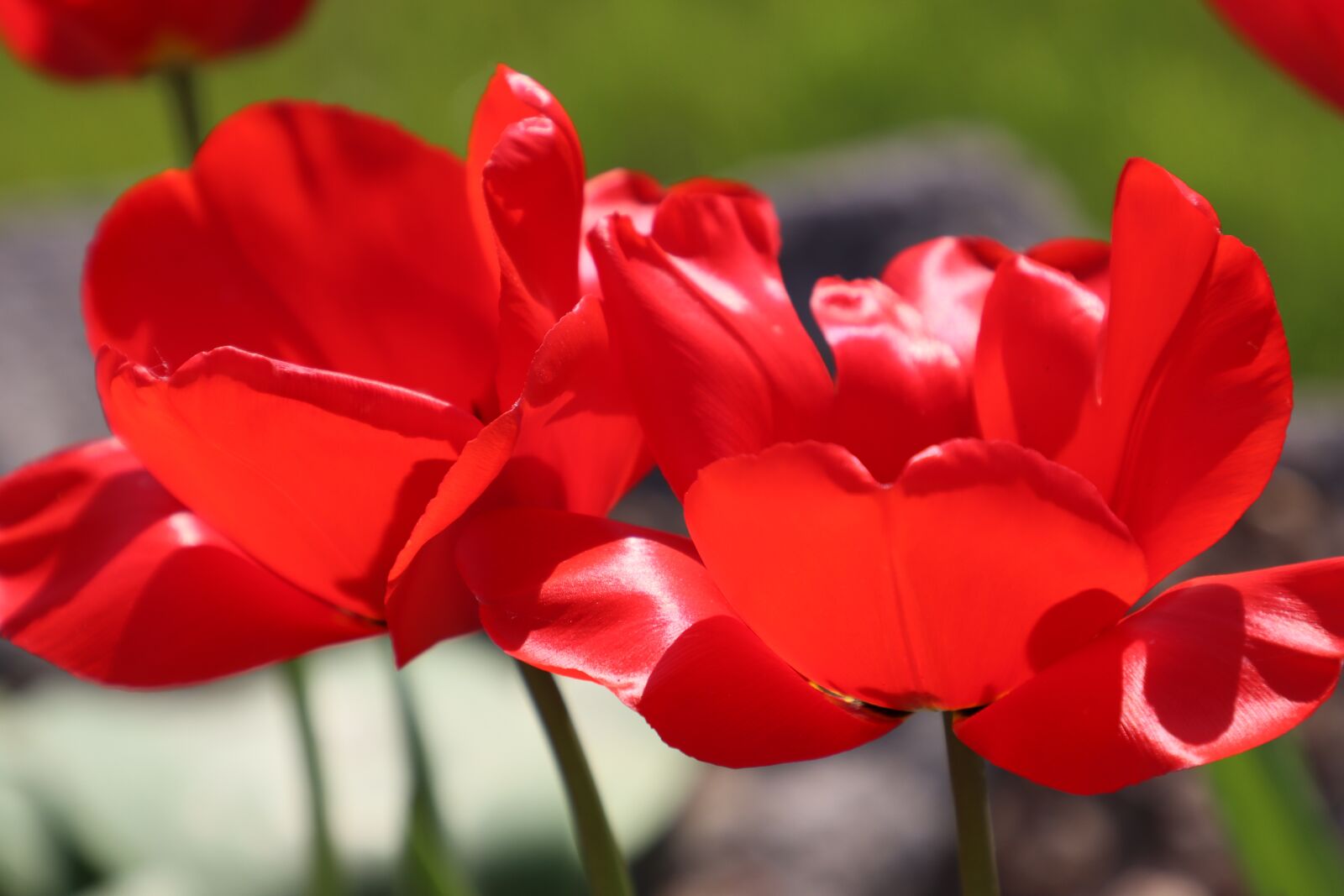 Canon EOS 90D sample photo. Spring, garden, nature photography