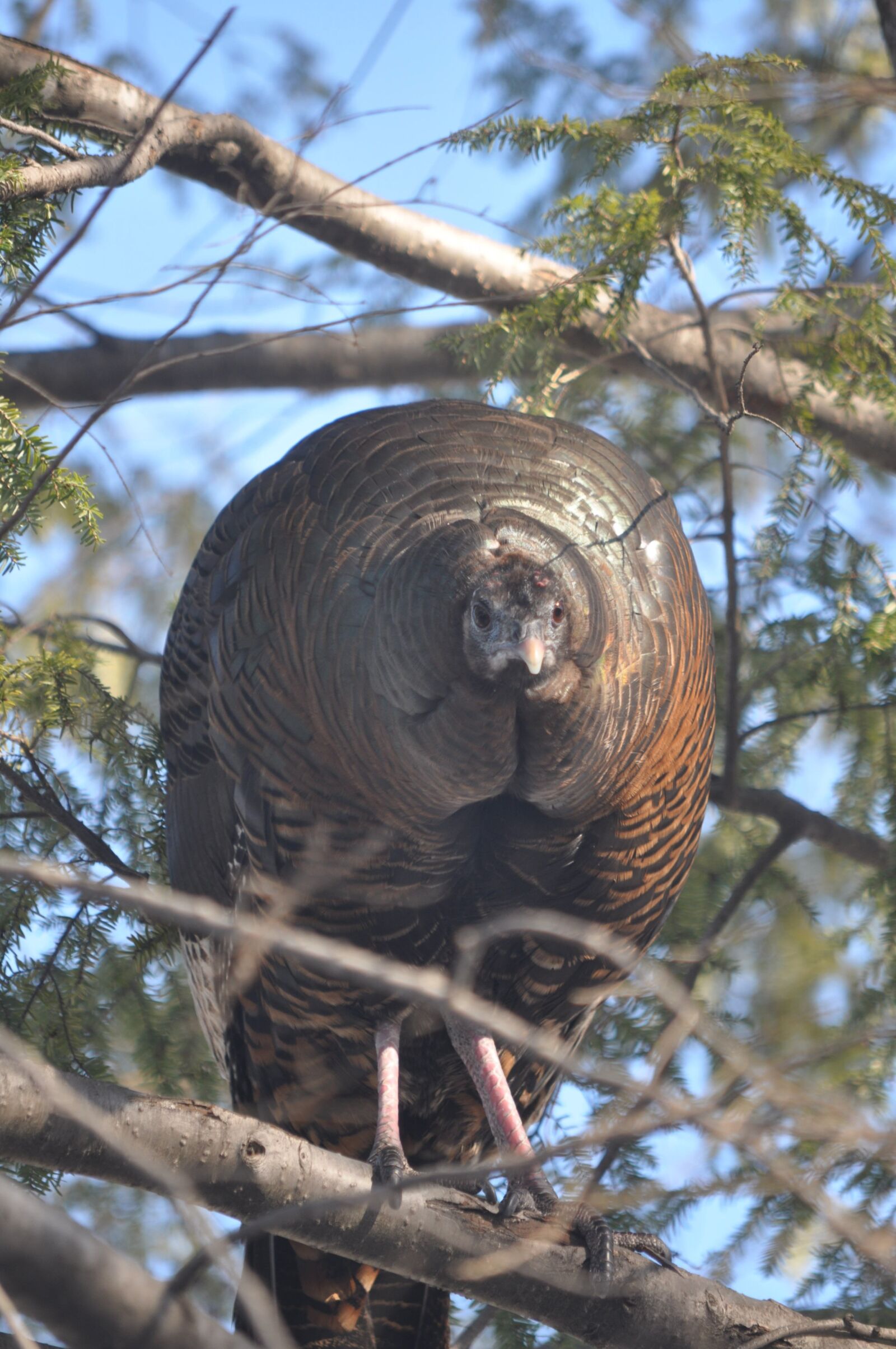 Nikon D90 sample photo. Turkey, turkey in hemlock photography