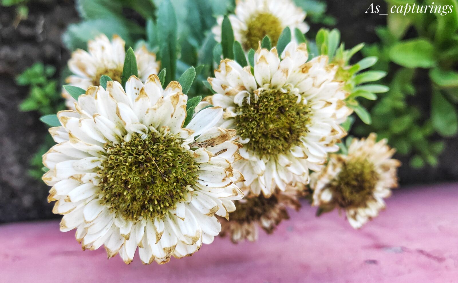 Realme 3 PRO sample photo. White flower, nature, blossom photography