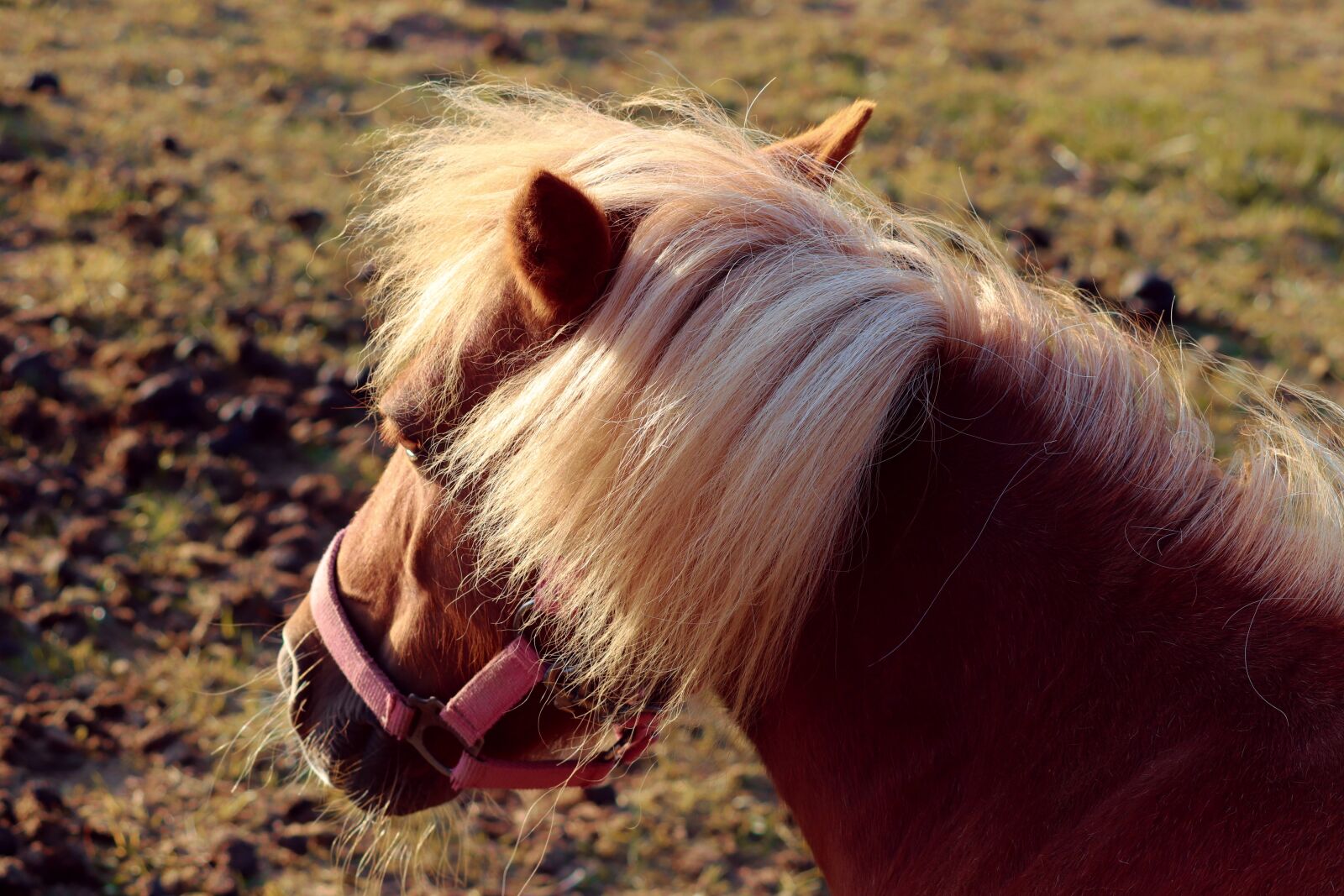 Canon EOS 200D (EOS Rebel SL2 / EOS Kiss X9) + Canon EF-S 55-250mm F4-5.6 IS II sample photo. Pony, mane, horse photography