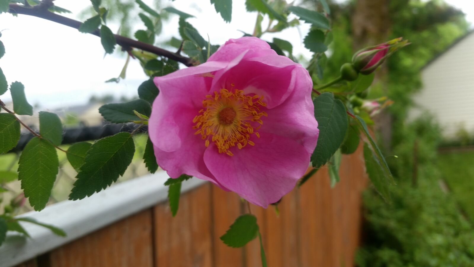 Samsung Galaxy S5 sample photo. Pretty, pink, flower photography