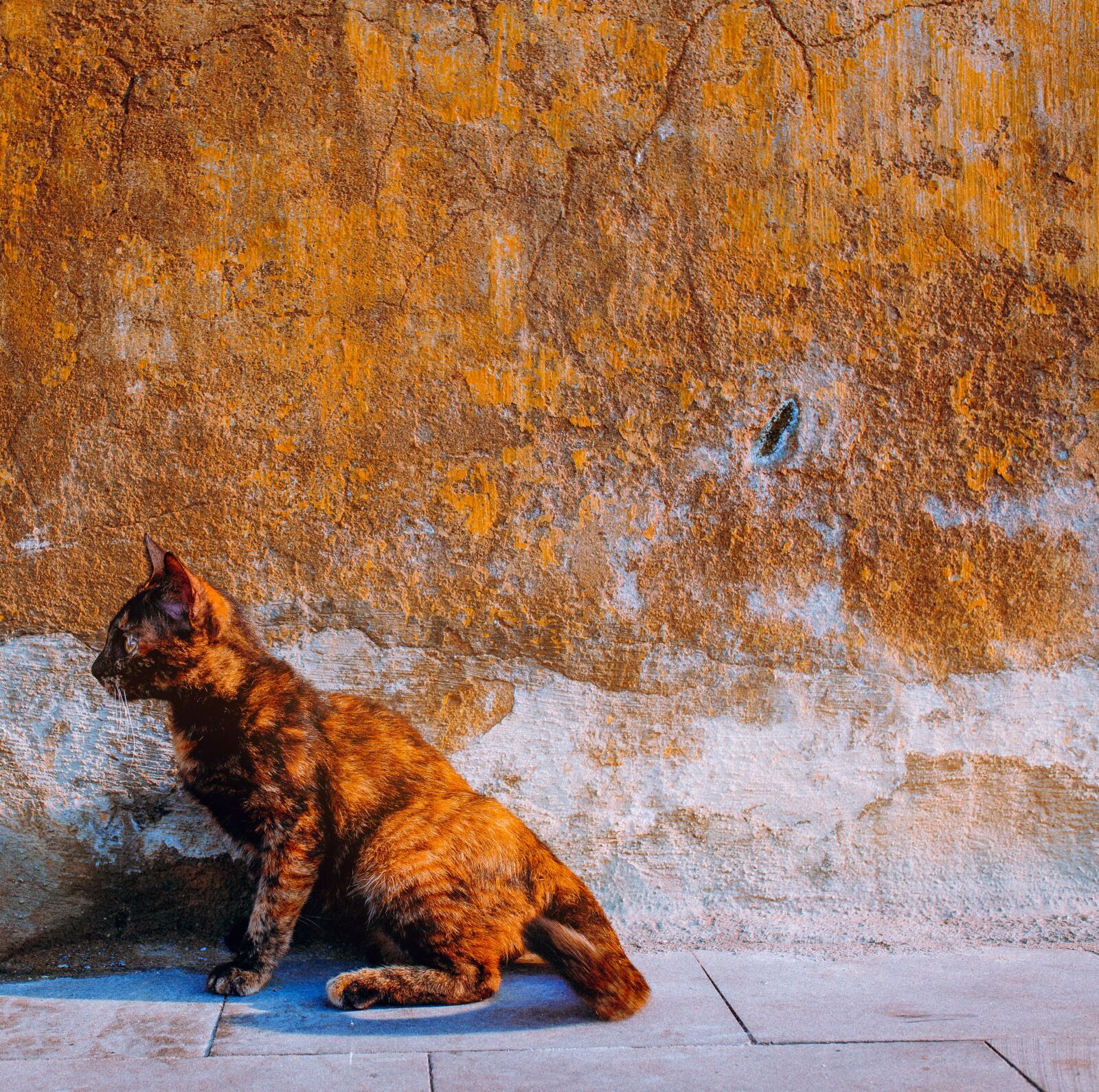 Canon EOS 6D sample photo. Cat, yellow, old wall photography