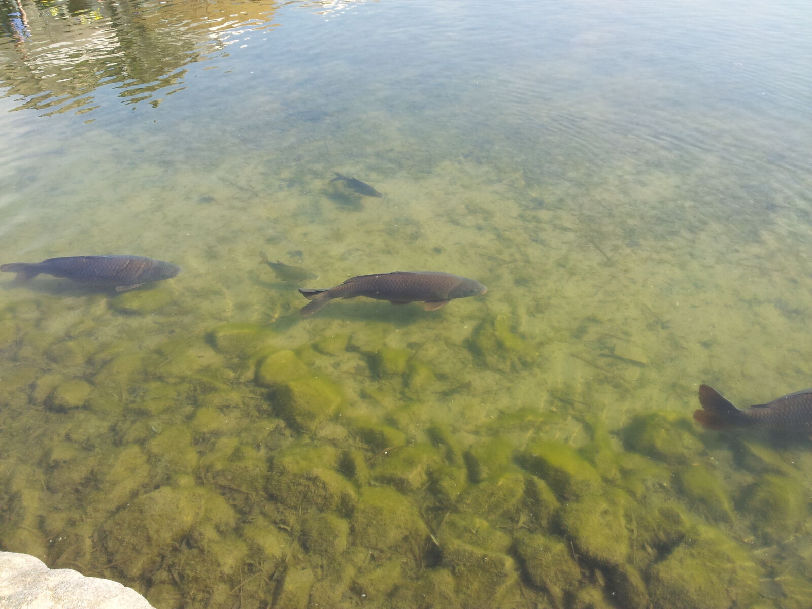 Samsung Galaxy S2 sample photo. Fish, lake, water photography