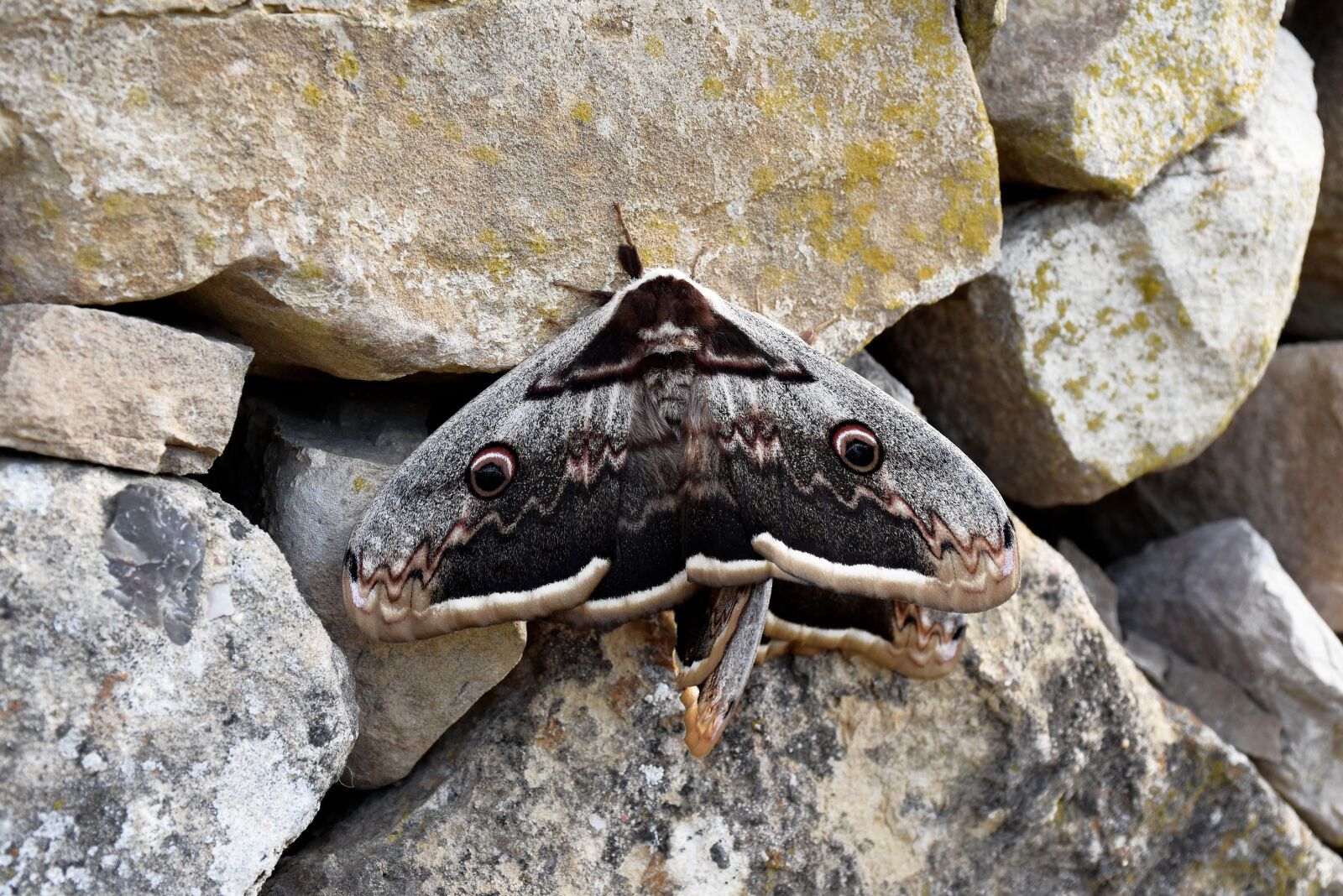 Nikon D5500 sample photo. Insect, butterfly, nature photography