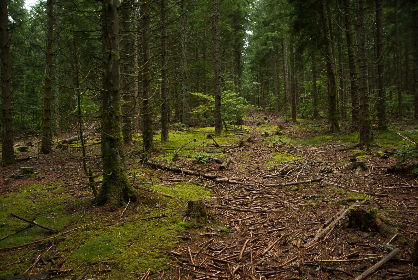 Pentax K10D sample photo. Lozère, forest, undergrowth photography