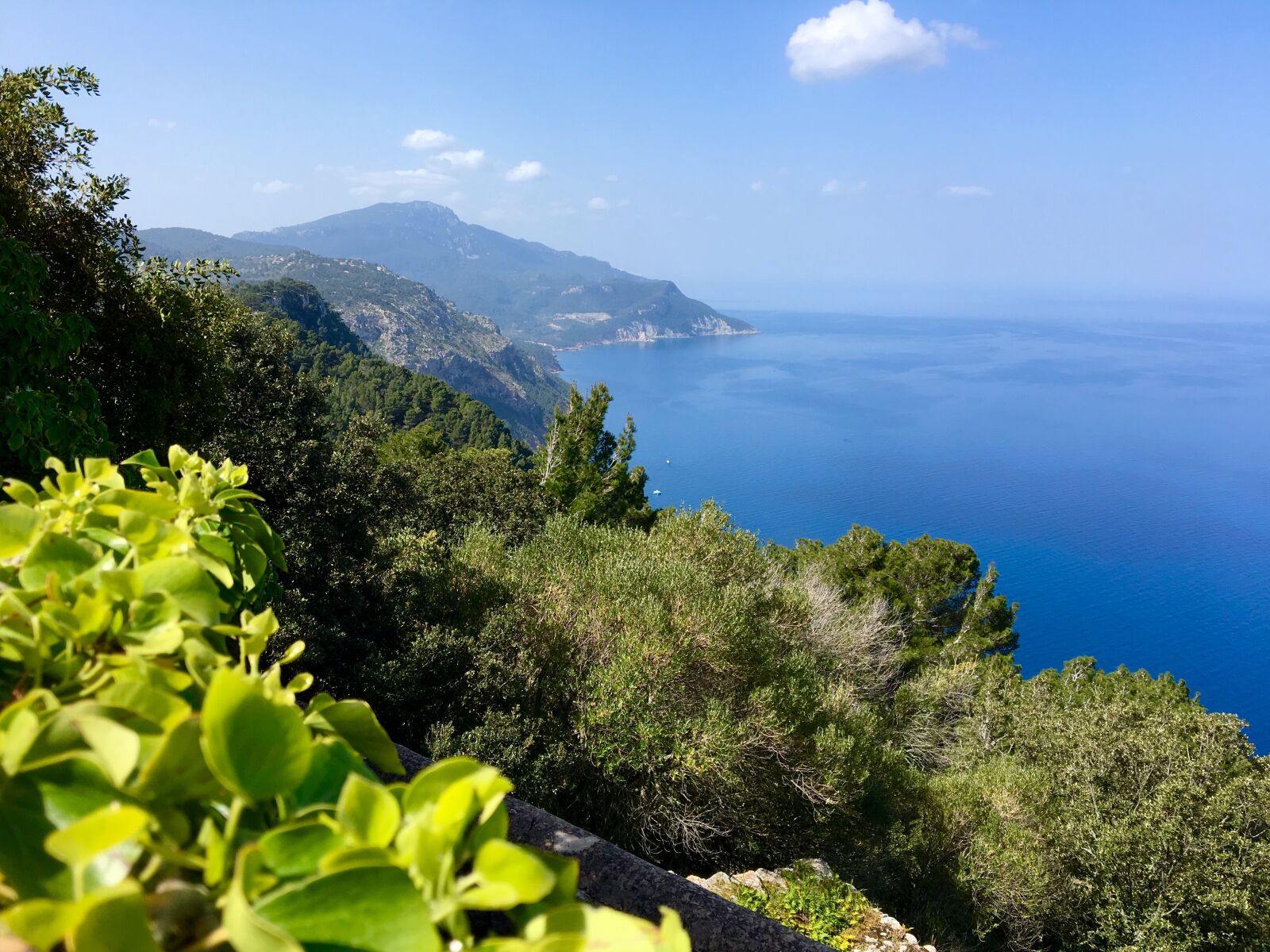 Apple iPhone 6s sample photo. Mediterranean, blue, plant photography