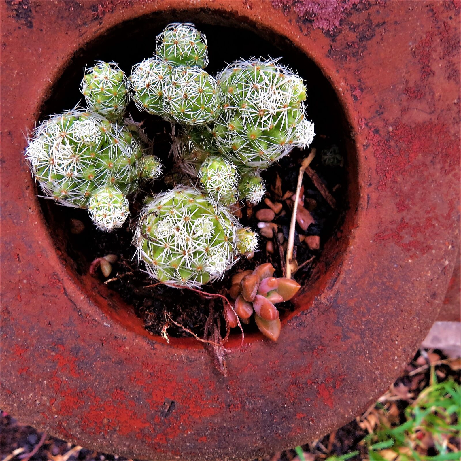 Canon PowerShot SX50 HS sample photo. Cactus, potted, green photography