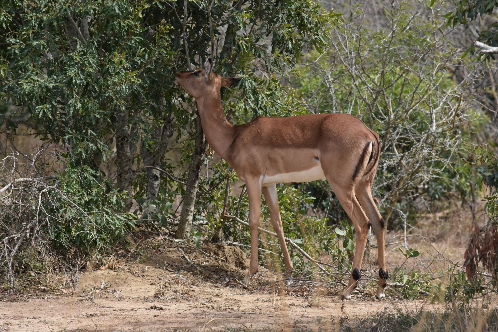 Nikon D7200 sample photo. Springbok, south africa, wild photography