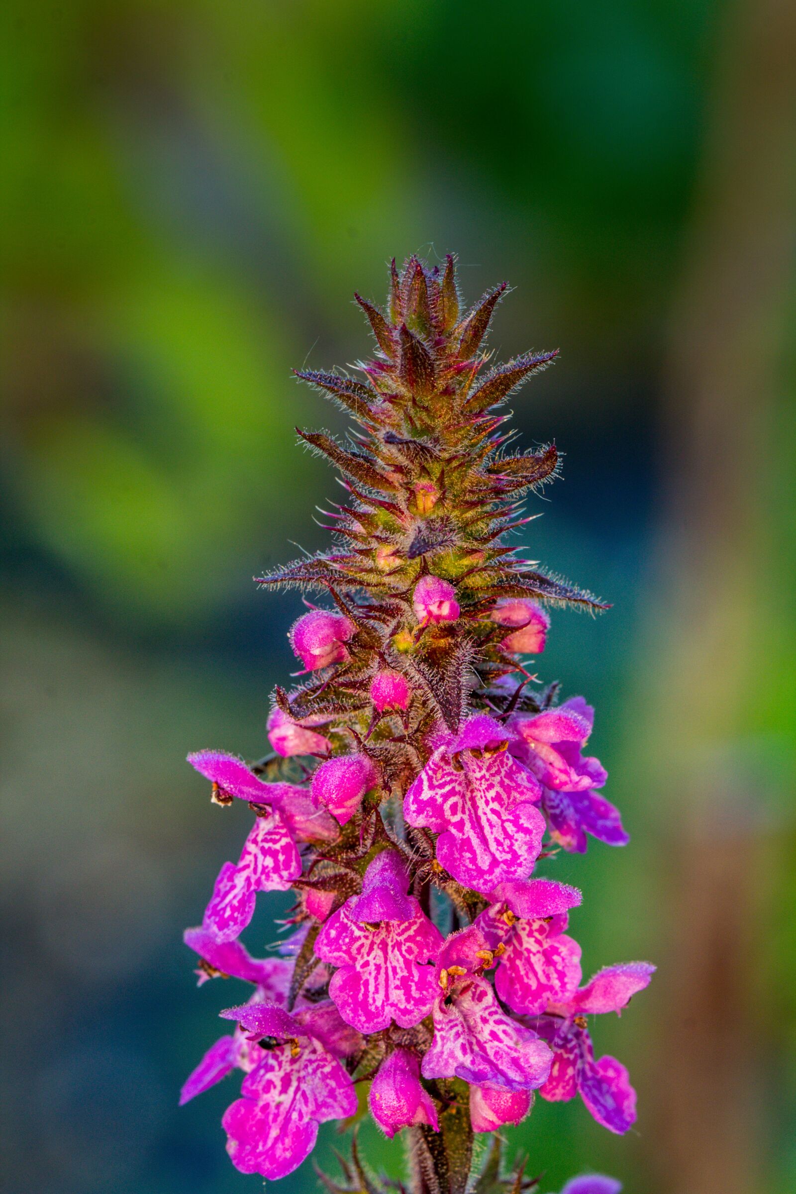 Canon EOS 60D sample photo. Stachys, sumpfziest, garden photography