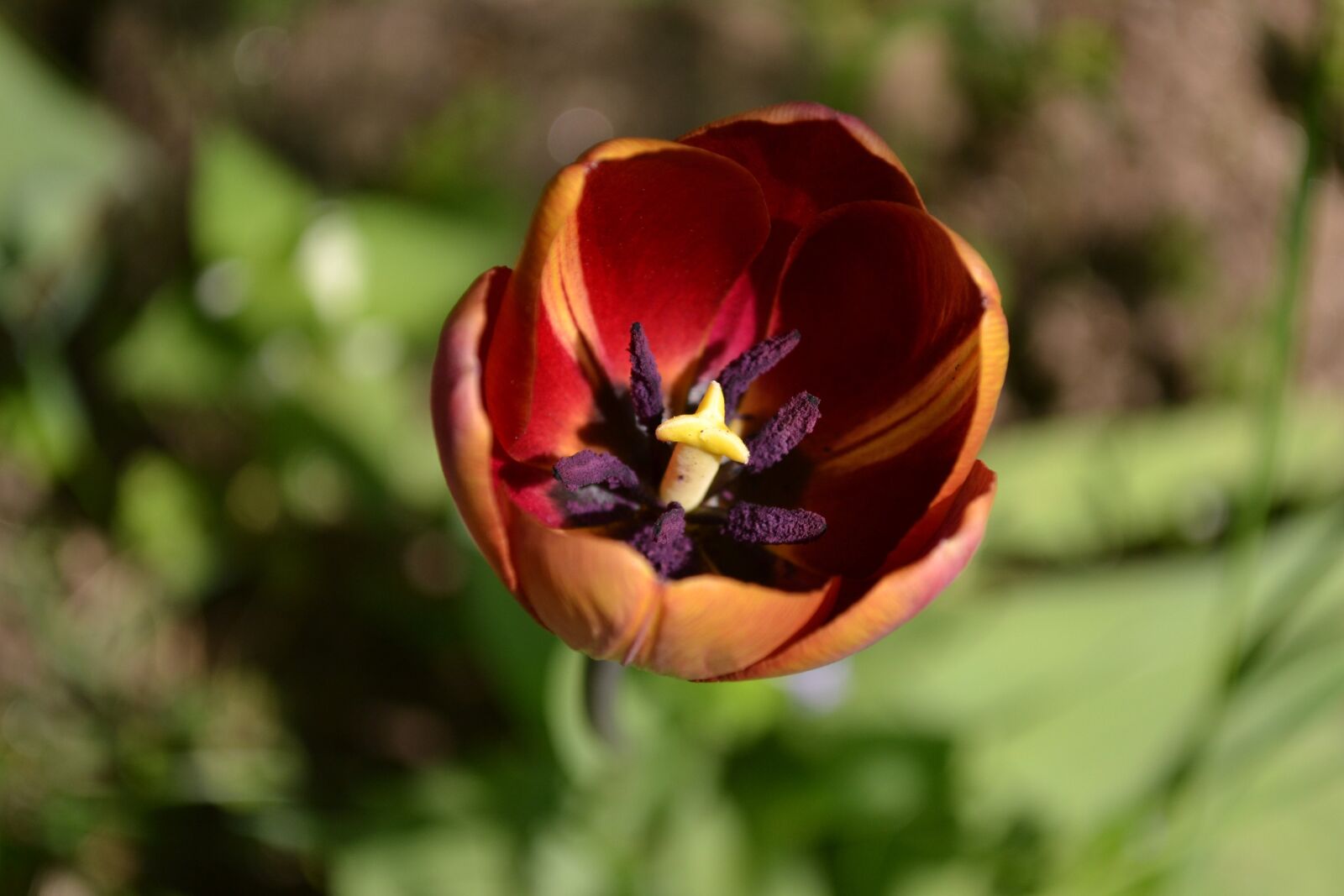 Nikon D3100 sample photo. Tulip, flower, spring photography
