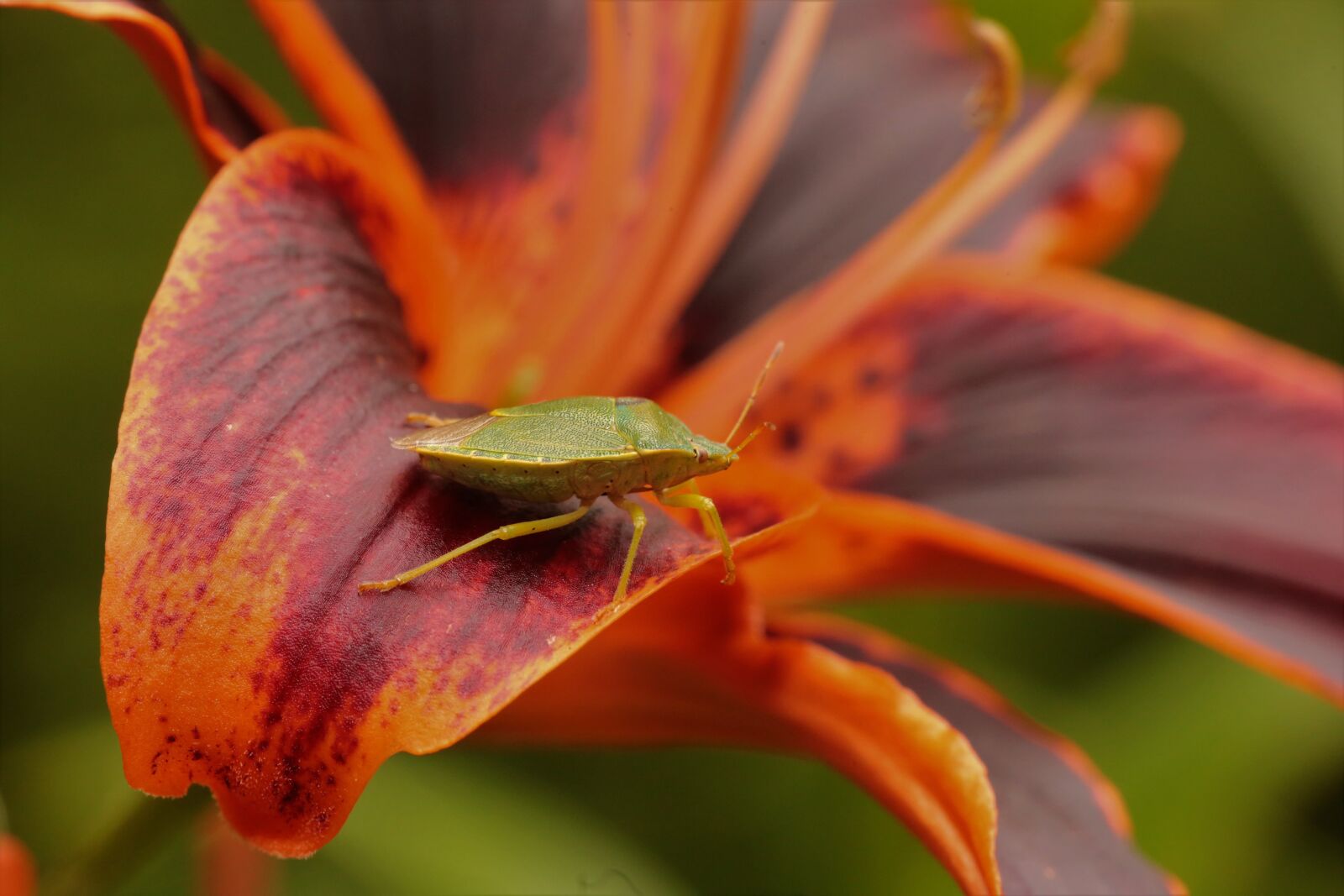 Canon EOS 6D sample photo. Bug, flower, nature photography
