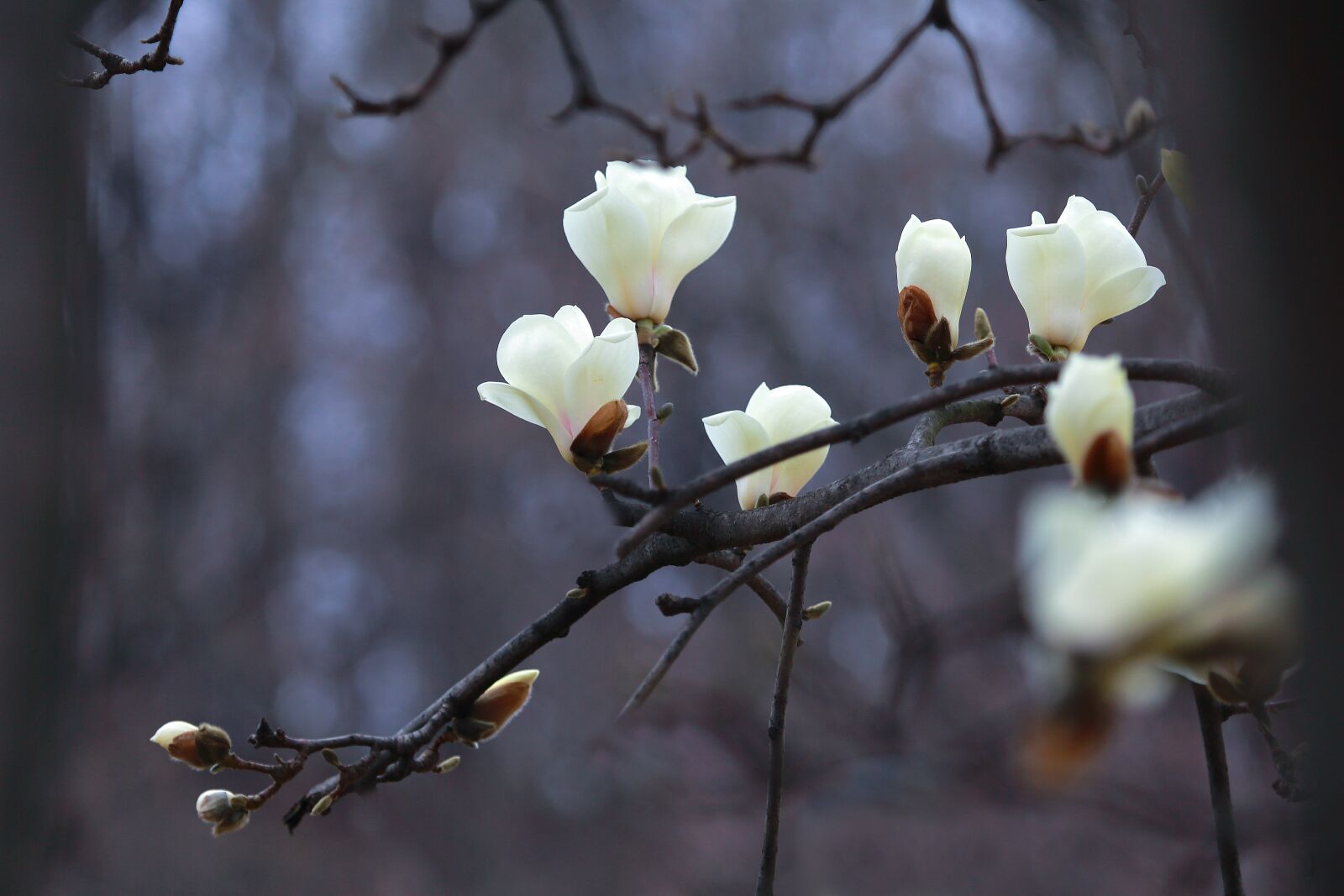 Canon EF 100-400mm F4.5-5.6L IS USM sample photo. Nature, wood, flowers photography