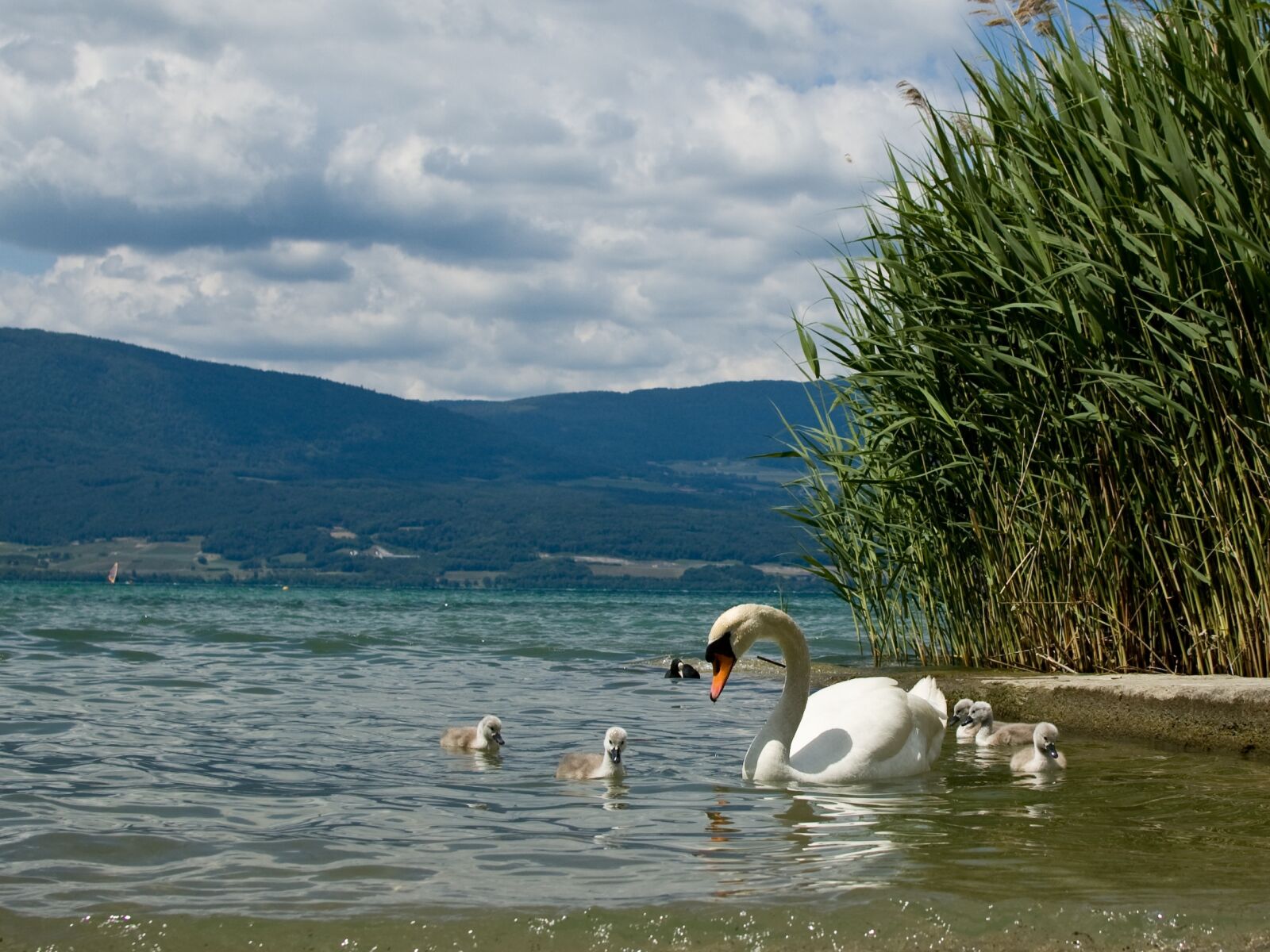 Nikon D50 sample photo. Swan, chicks, cute photography