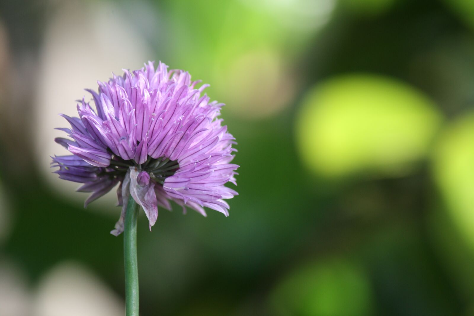 Canon EOS 1000D (EOS Digital Rebel XS / EOS Kiss F) sample photo. Flower, chive, herb photography