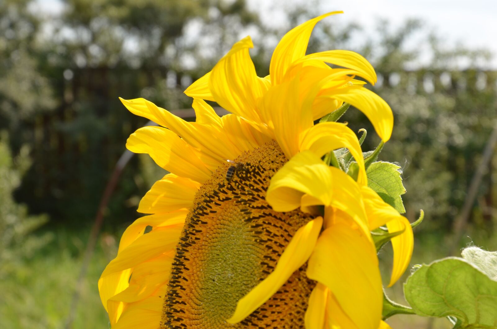 Nikon D7000 sample photo. Sunflower, nature, yellow flowers photography