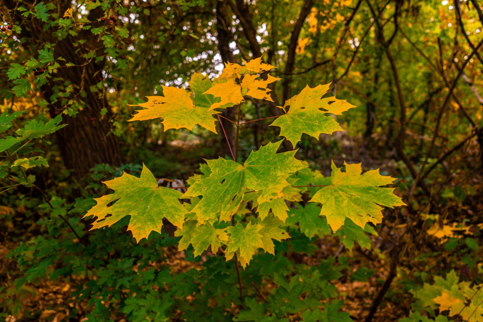 Sony a7 + Sony FE 28mm F2 sample photo. Leaves, maple leaf, autumn photography