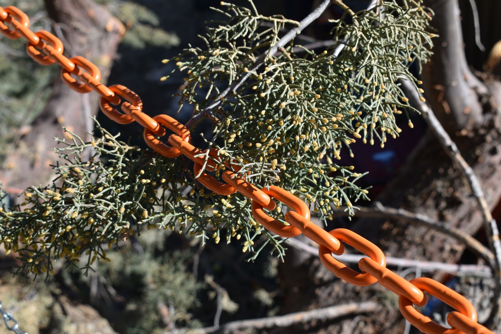 Nikon D3500 sample photo. Chain, pine cone blooms photography