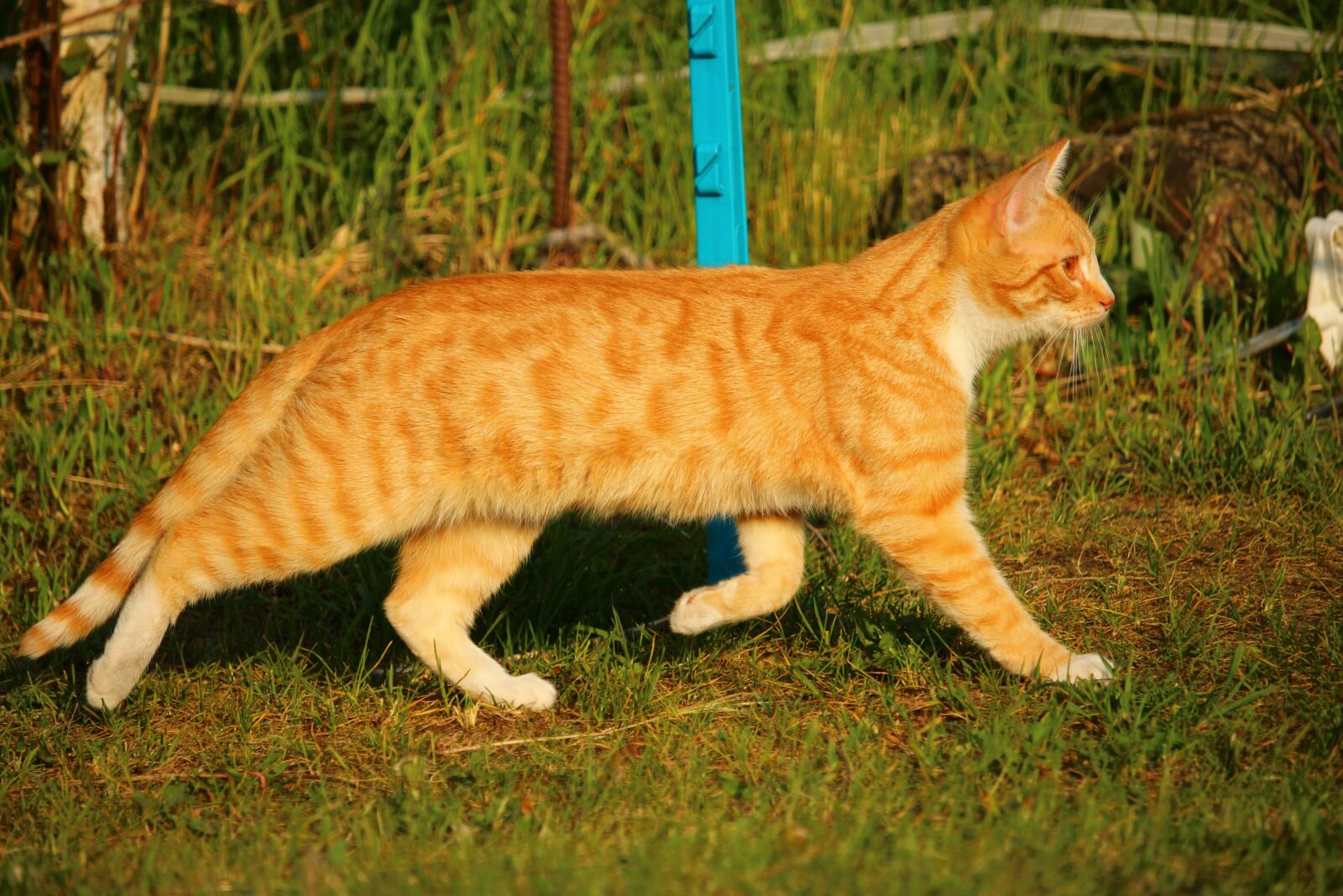 Canon EOS 100D (EOS Rebel SL1 / EOS Kiss X7) sample photo. Cat, kitten, mieze photography
