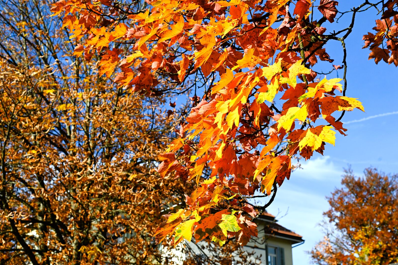 Nikon Z7 II sample photo