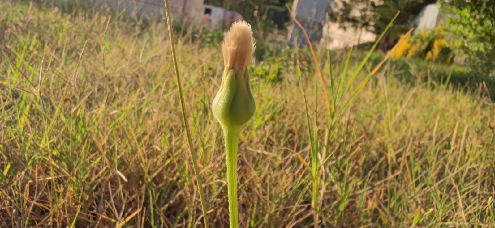 Xiaomi Mi 10 Pro sample photo. Flor, campo, verde photography