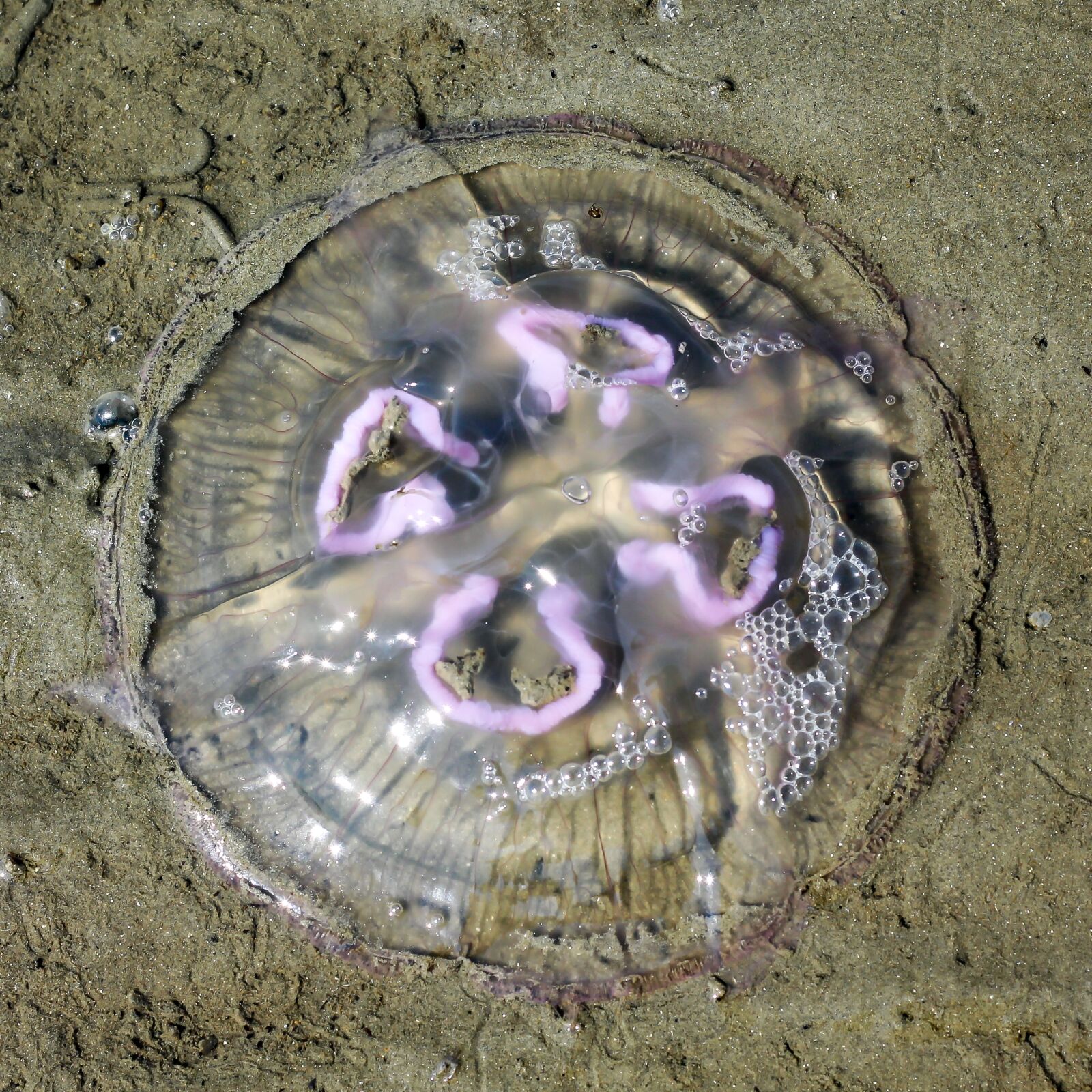 Canon EOS 700D (EOS Rebel T5i / EOS Kiss X7i) sample photo. Jellyfish, north sea, beach photography