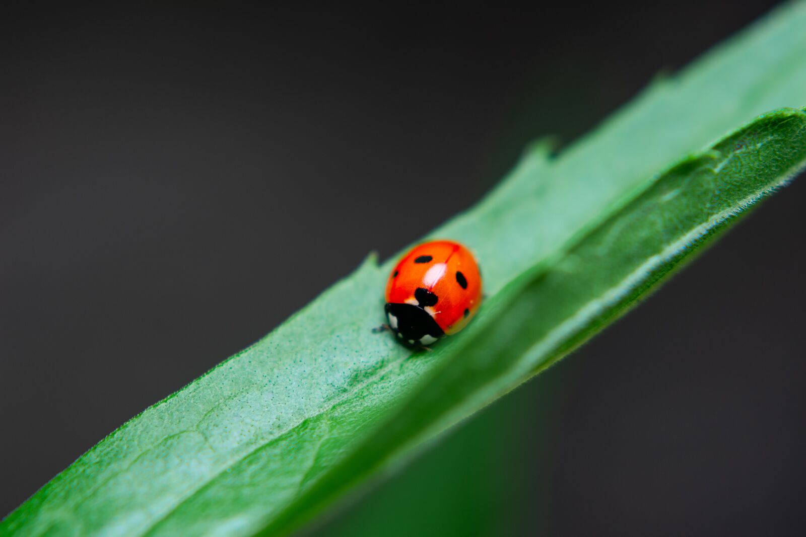 Nikon D3400 sample photo. Ladybug, macro, insect photography