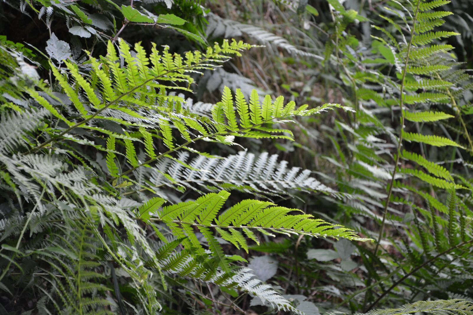 Nikon D5200 sample photo. Ferns, nature, green photography