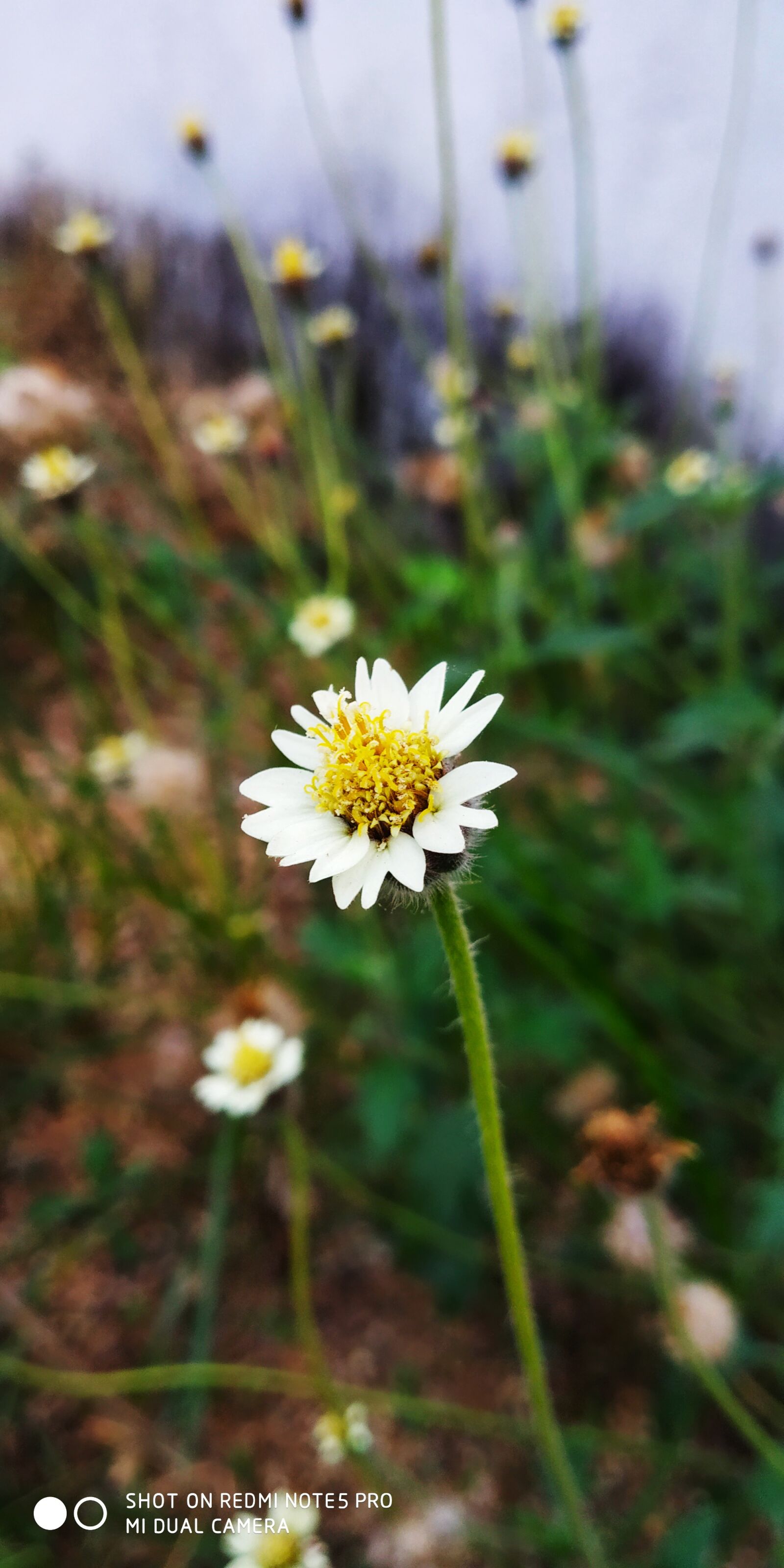 Xiaomi Redmi Note 5 Pro sample photo. Morning, on, flower photography