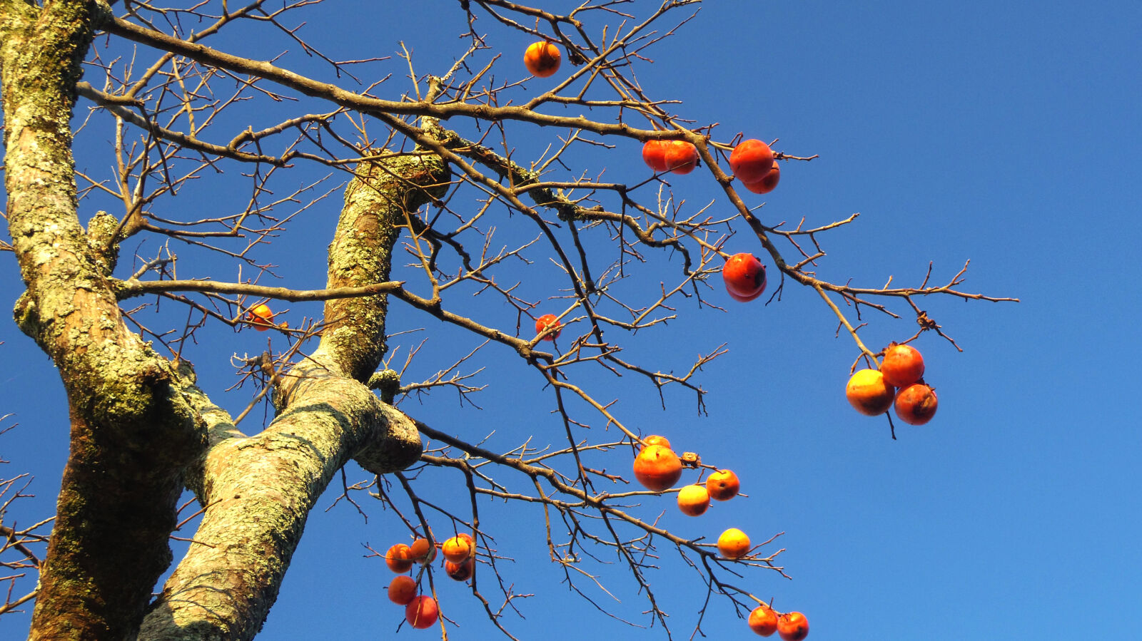 Pentax 02 Standard Zoom sample photo. Fruit photography