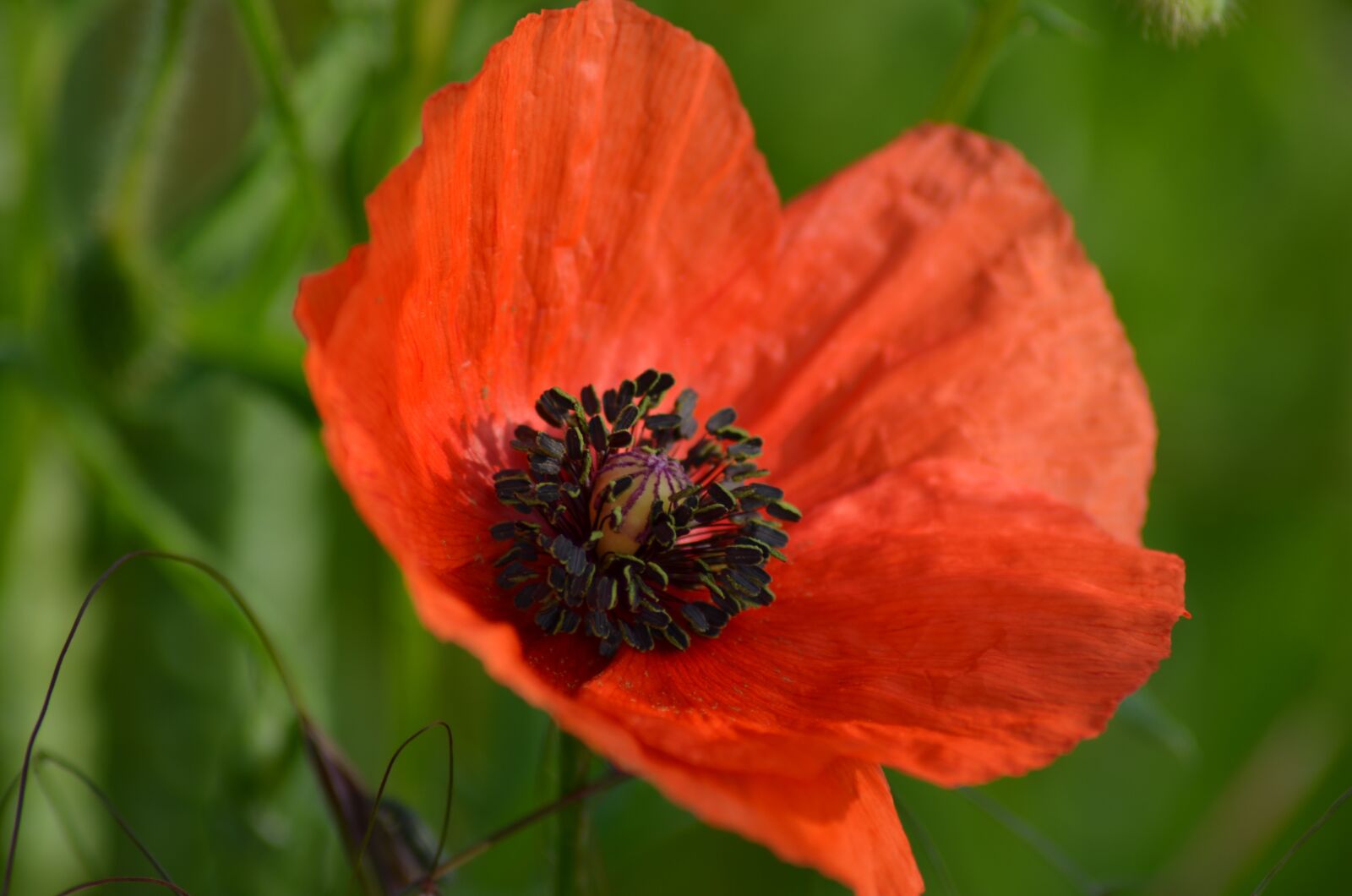 Nikon D5100 sample photo. Poppy, field of poppies photography