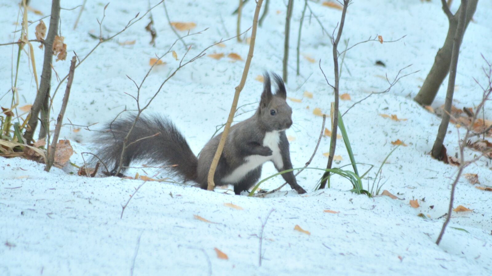 Nikon D5100 sample photo. Forest, animals, rodents photography