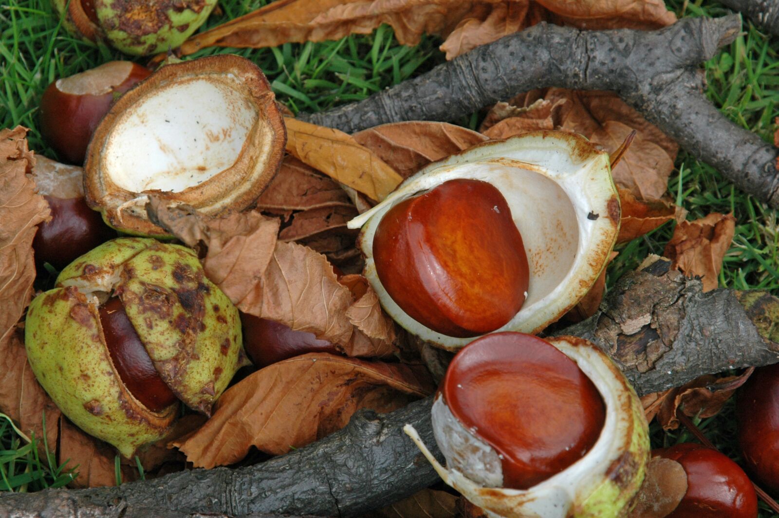Nikon D70 sample photo. Conkers, wood, forest photography