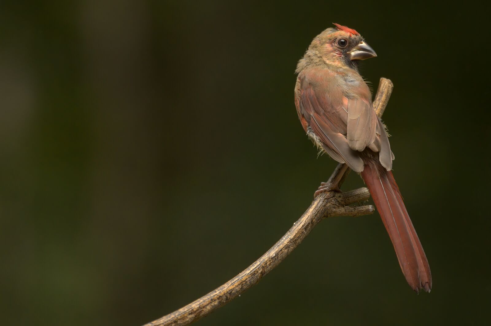 Canon EOS R sample photo. Bird, perched, perching bird photography