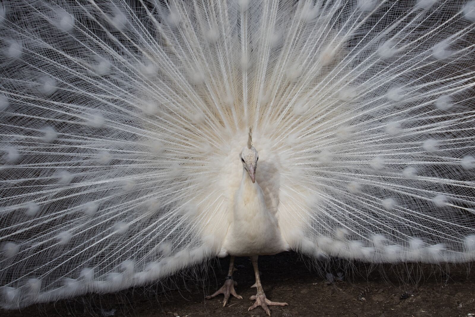 Canon EF-S 55-250mm F4-5.6 IS STM sample photo. Peacock, bird, animal photography