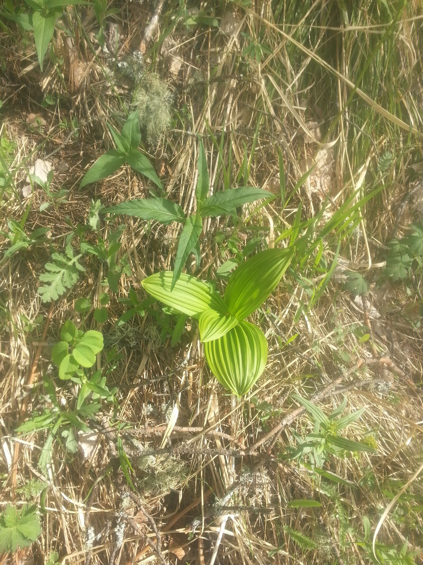 Samsung Galaxy Note2 sample photo. The green, beauty of photography