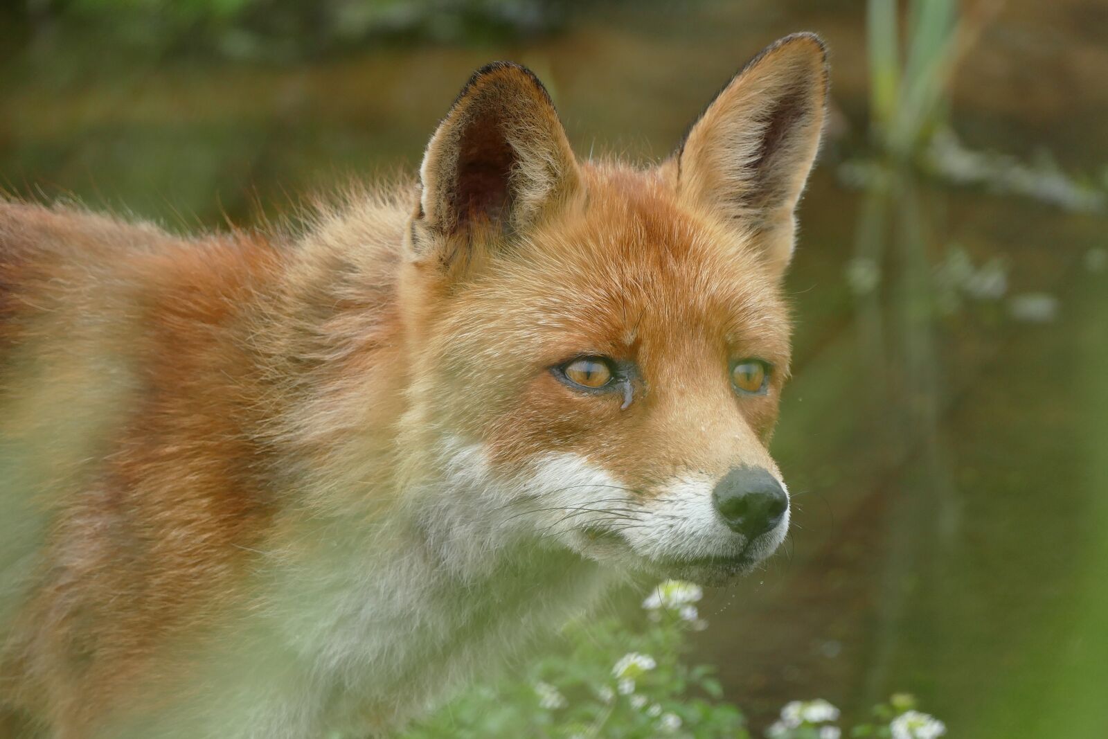Panasonic Lumix DMC-FZ1000 sample photo. Nature, fox, close up photography