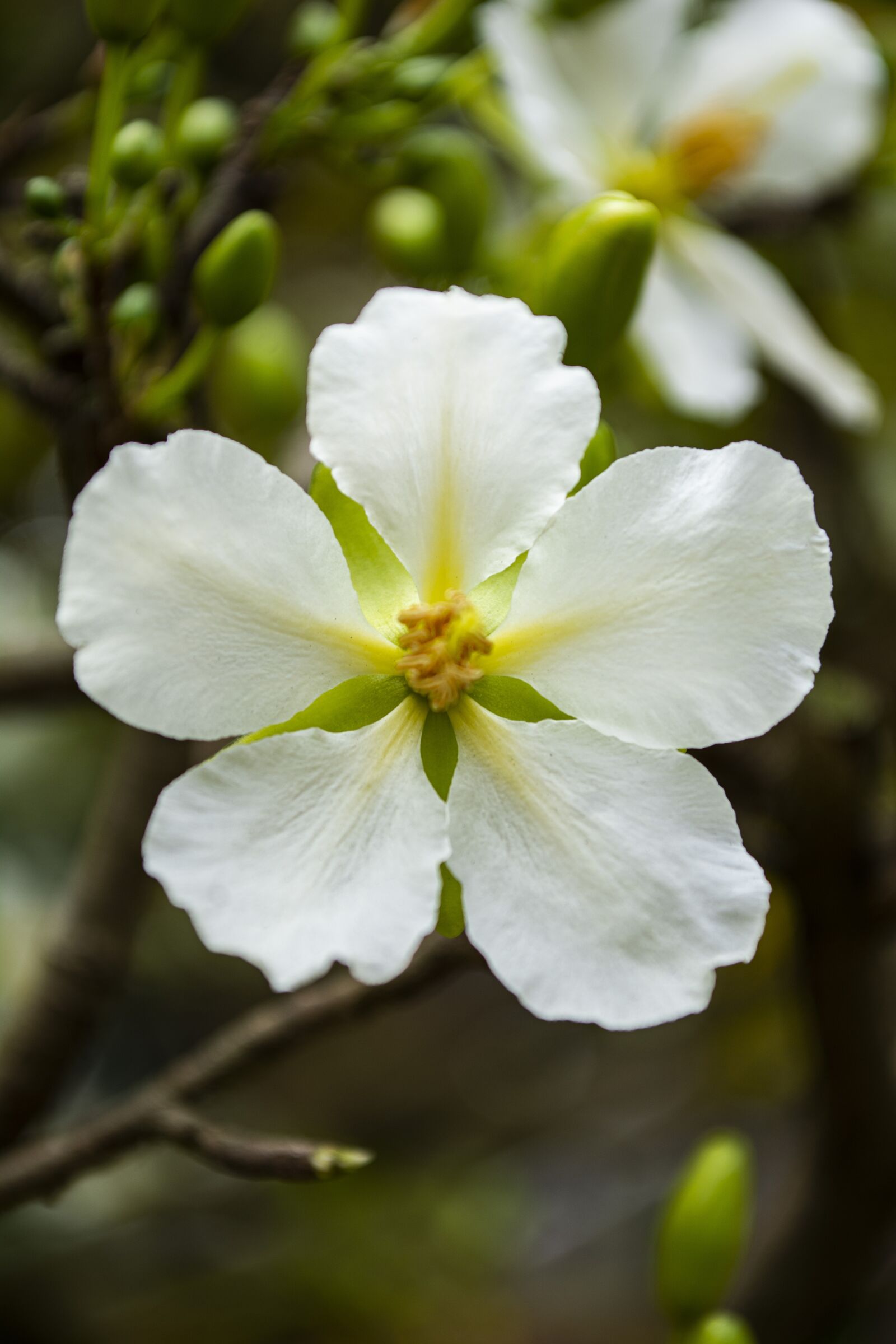 Nikon D7100 sample photo. Flower, natural, blossom photography