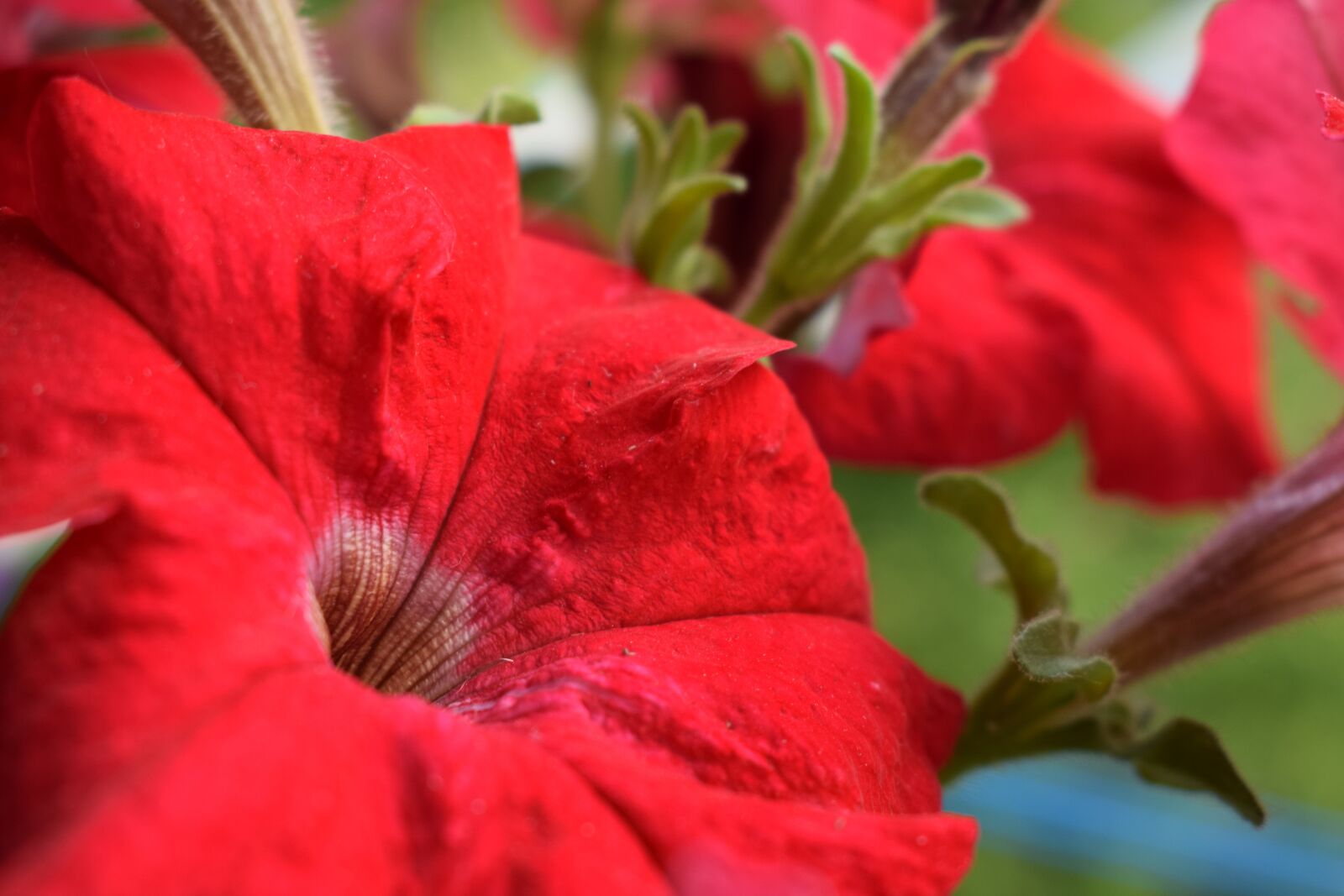 Nikon D3300 sample photo. Flower, summer, nature photography