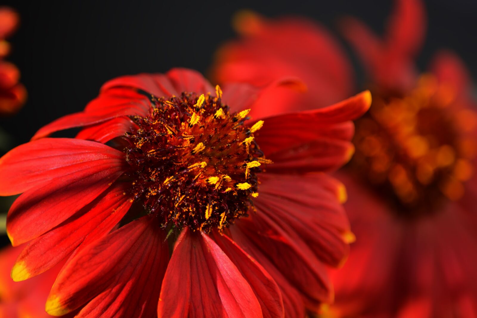 Nikon D5200 sample photo. Bud, flower, red photography