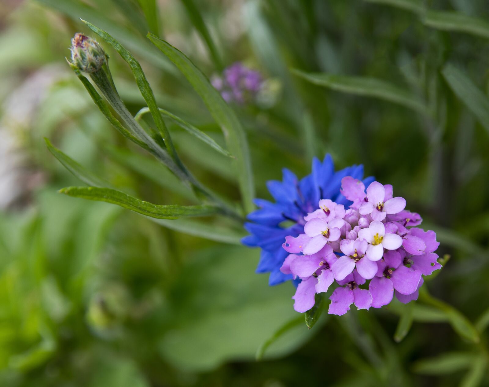 Canon EOS 80D sample photo. Flower, cornflower, blossom photography