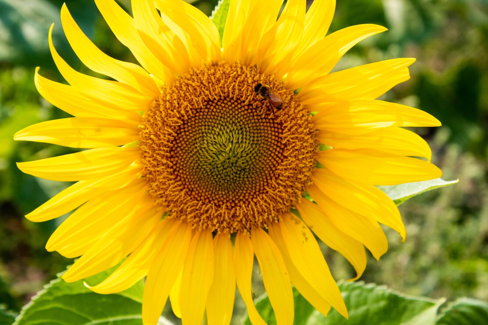 Canon EOS 1300D (EOS Rebel T6 / EOS Kiss X80) sample photo. Sunflower, bee, yellow photography