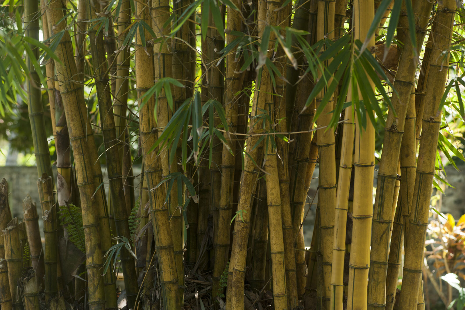 Nikon D700 sample photo. Bamboo, trees, blur, close photography