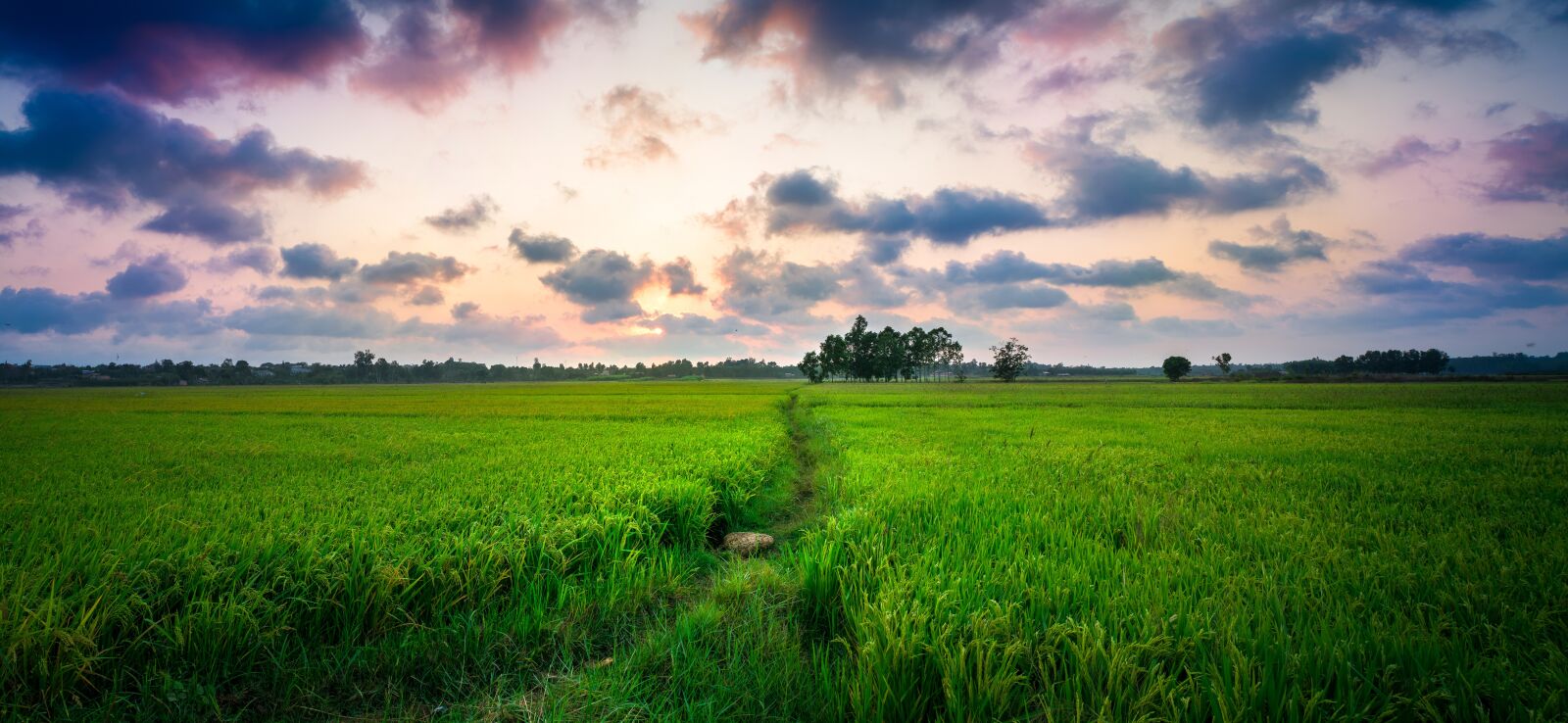 Nikon D3300 sample photo. Rice paddy, sunset, sunrise photography