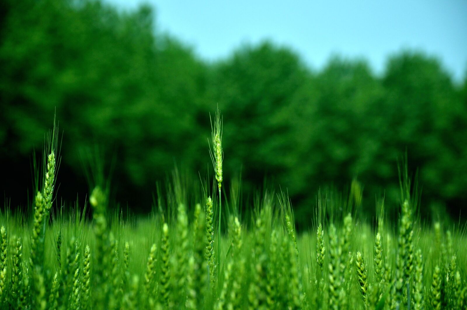 Nikon D7000 sample photo. Farmland, agriculture, every day photography