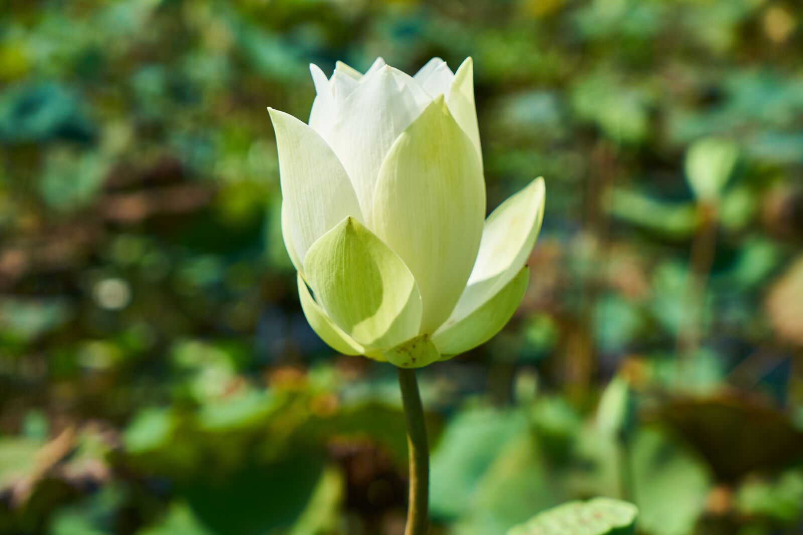 Sony a7R II sample photo. Lotus, plant, flower photography