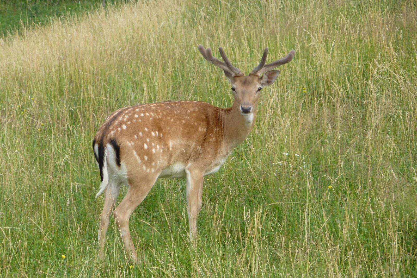 Panasonic DMC-TZ7 sample photo. Deer, cervid, dama dama photography