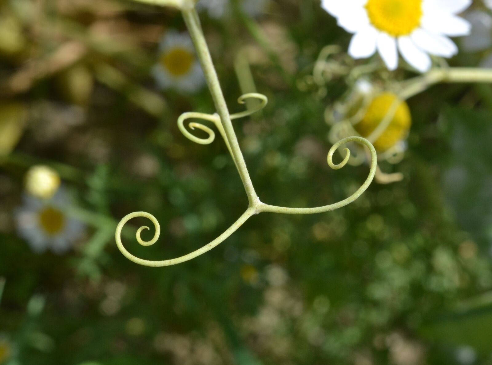 Nikon D3100 sample photo. Ranke, bean, daisy photography
