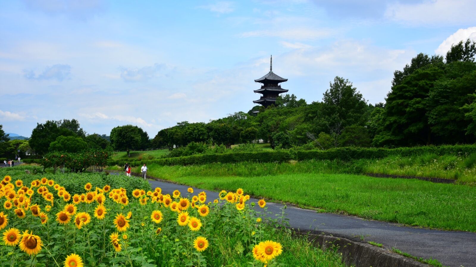 Nikon D7200 sample photo. Sunflower, five story pagoda photography