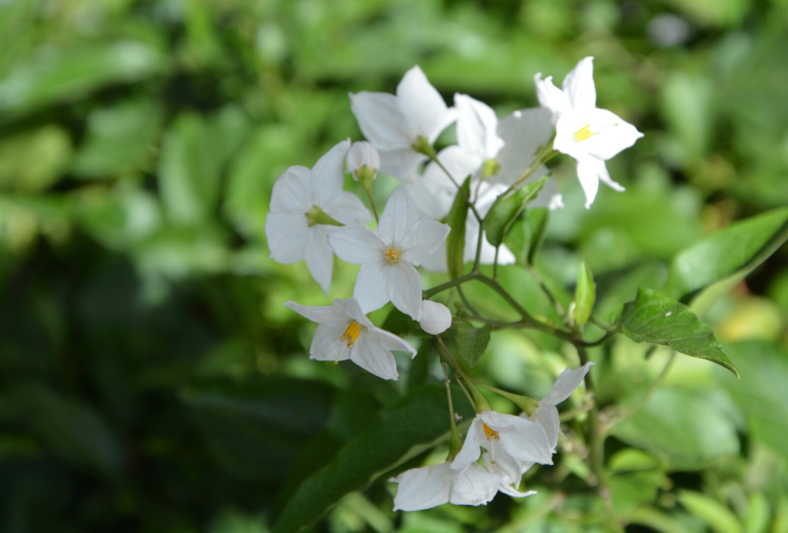 Nikon D5200 sample photo. Flowers, white flowers, green photography